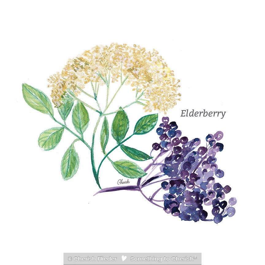 Herbs C2007-05 Elberberry and Elderflower © Cherish Flieder