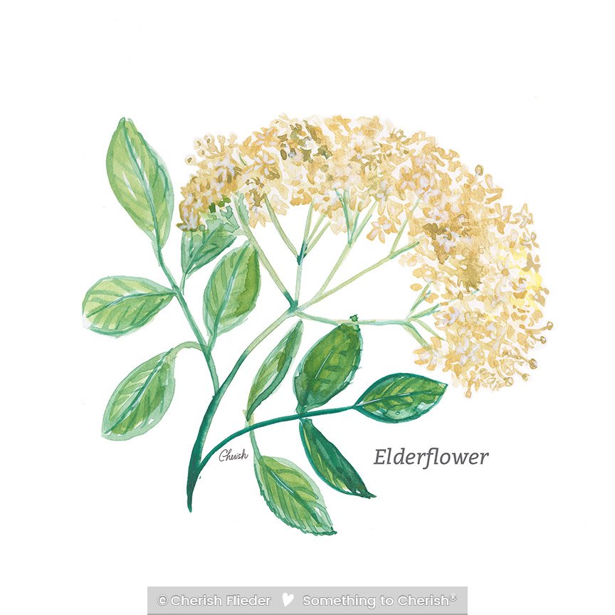 Herbs C2007-06 Elderflower © Cherish Flieder