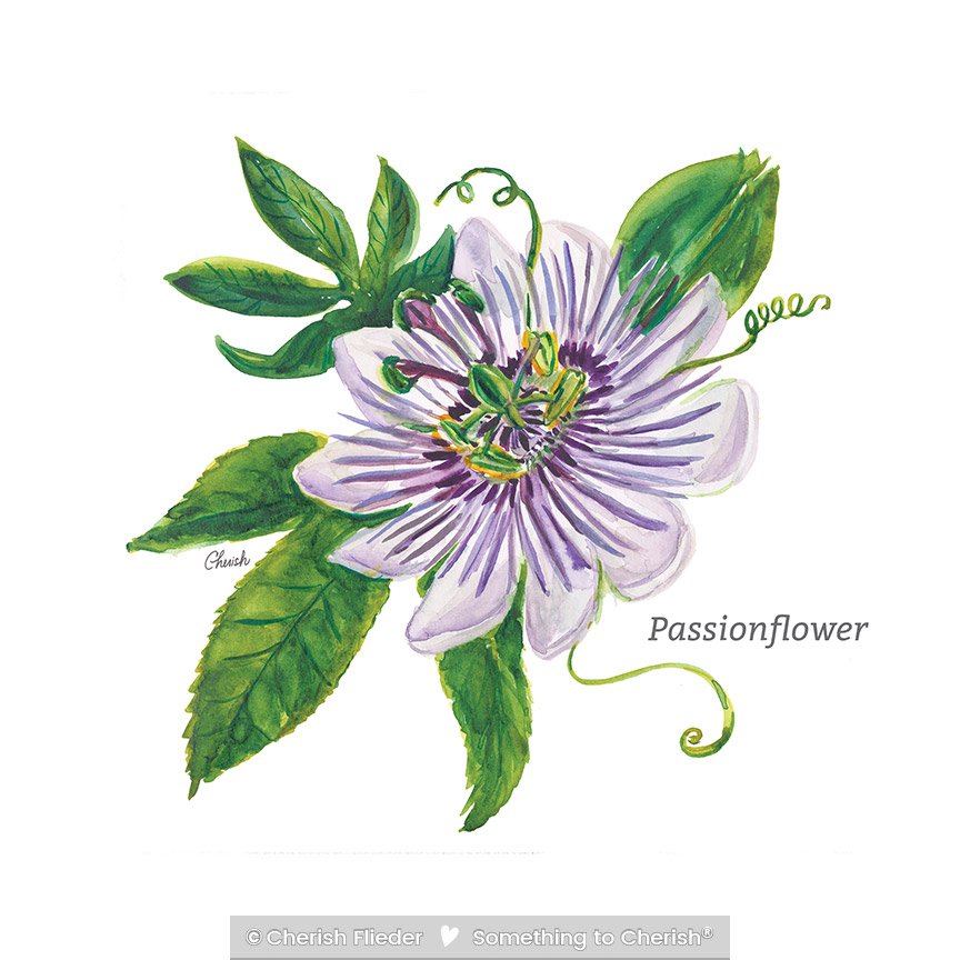 Herbs C2007-08 Passionflower © Cherish Flieder