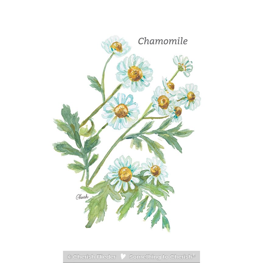 Herbs C2007-10 Chamomile © Cherish Flieder
